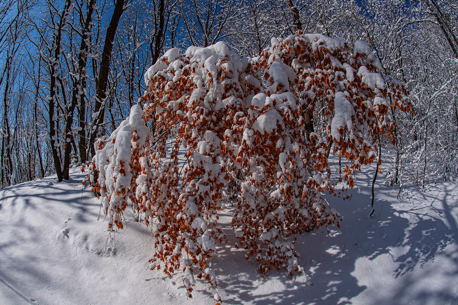 Wunu Mountain in winter